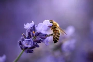 Fotobehang bee collects nectar on lavender flowers © Andrii