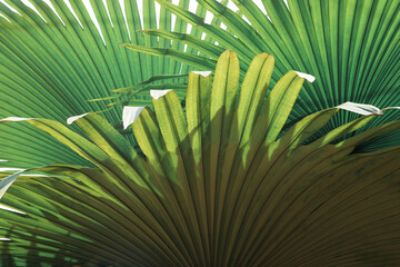 Abstract tropical green palm leaves pattern, lush foliage of fan palm fronds layer