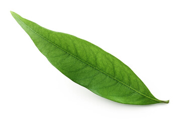 Fototapeta na wymiar Green lychee leaf isolated on a white background