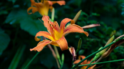 Obraz premium Orange flower. Orange flower after rain. Water drops on orange petals
