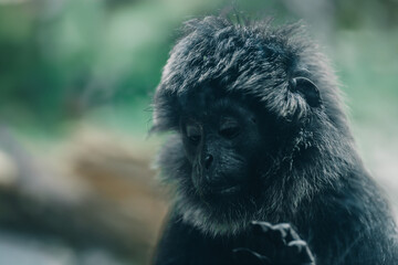 Close up shot of fluffy Goeldi's marmoset face. Cute adorable goeldis monkey in zoo