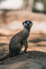 Fototapeta premium Close up shot of standing suricate. Cute meerkat on lookout position, watching around