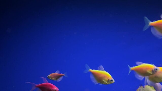 Aquarium with colorful fish. Fish swim on a blue background in an aquarium.
