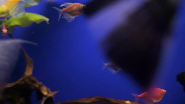 Aquarium with colorful fish. Fish swim on a blue background in an aquarium.