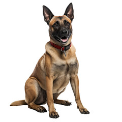 Obraz premium german shepard isolated on transparent background