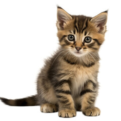 Fototapeta premium kitten isolated on transparent background