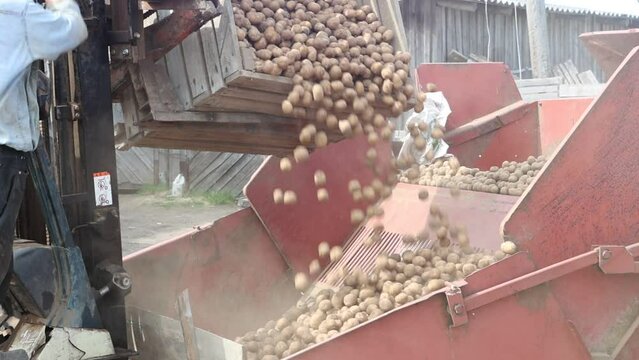 Seed potatoes are poured into hopper of potato planter.