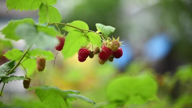 Close-up ripe raspberries branch , harvest time. Horizontal 4k footage