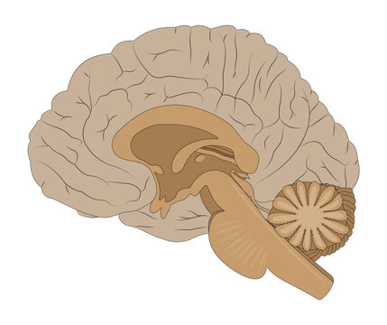The Medial Surface of the Brain