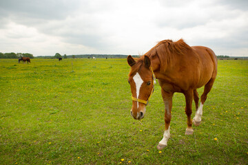 Fototapeta na wymiar gray and brown hoarses graze on green summer meadow full body photo