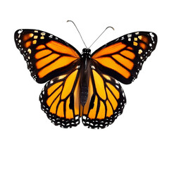 monarch butterfly isolated over a transparent background. generative AI