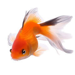 fish isolated on white. generative AI