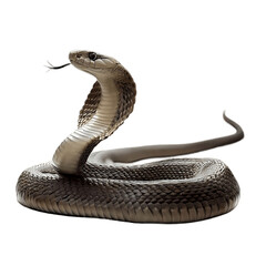 cobra snake isolated a transparent background. generative AI - obrazy, fototapety, plakaty