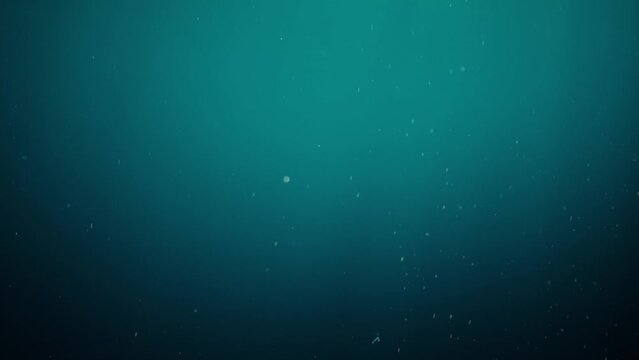 Particles and plangton floating underwater. Abstract background 4k