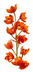 Orchidée Cymbidium rouge