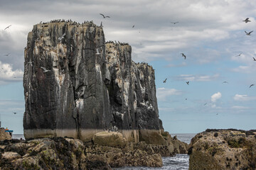 Three rock stacks covered in nesting sea birds
