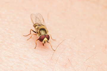 Hover fly (flower fly, syrphid fly) on skin