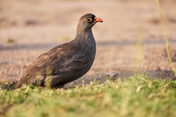 Pternistis hartlaubi  sits on the grass. Namibia