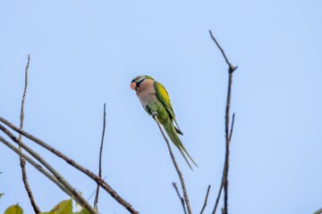 Red breasted parakeet, Psittacula alexandr