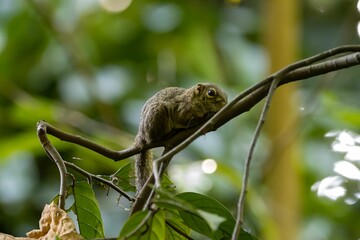 Slender squirrel, Sundasciurus tenuis, on a tree