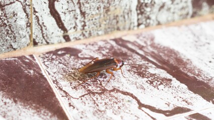 red cockroach crawling on a wooden parquet