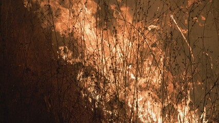 Big red fire flames among agricultural fields