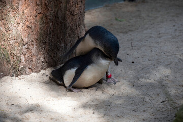 Little Blue Penguins ( Eudyptula minor)