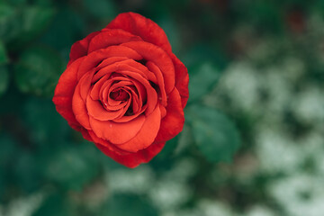 Red rose in Summer garden. Image of a beautiful flower for a greeting card