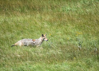 Coyote in a Meadow