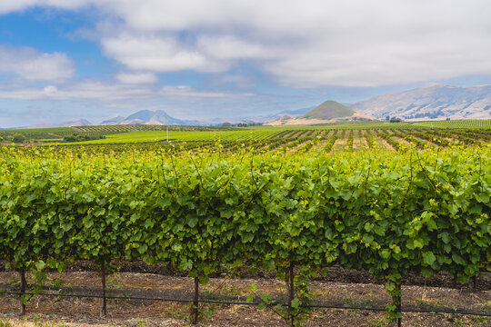 California vineyards. Vineyard landscape Edna valley, mountains and cloudy sky in the background