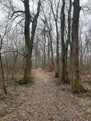 path in the woods