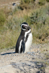 Patagonia Penguin