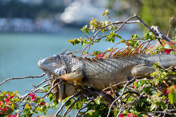 Iguana on a tree