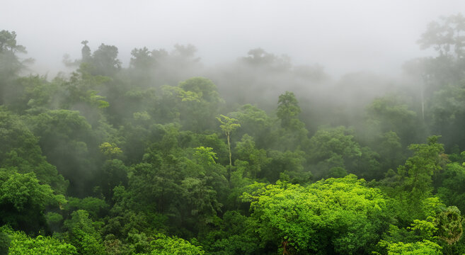 beautiful forested area full of mist in the amazon in high definition daytime