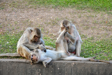 parent monkeys taking care of their young