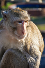 close up shot of a monkey at  Phra Prang Sam Yot