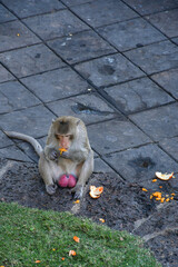 a monkey eating fruit