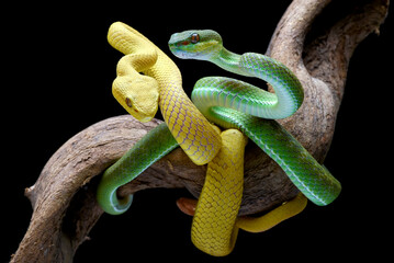 White-lipped tree viper, is a venomous pit viper species endemic to Southeast Asia.