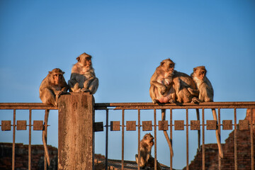 group of monkeys sitting on rusty fence