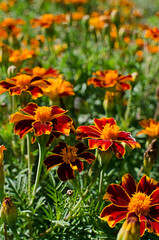 Beautiful marigolds bloom outdoors