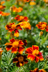 Beautiful marigolds bloom outdoors