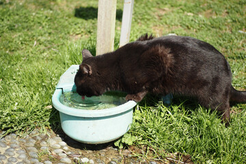 black color Cat drinks clean water from water dispenser
