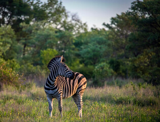 Wild young zebra in the evening African bush.