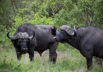 Wild bulls of the black African buffalo or Syncerus caffer, rest in the heat of the day.