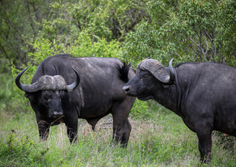 Wild bulls of the black African buffalo or Syncerus caffer, rest in the heat of the day. © okyela
