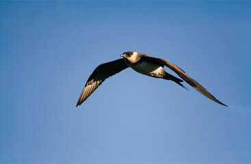 Predatory northern Arctic skua in flight against the blue sky.