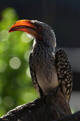 Yellow billed Hornbill with spotted wings sitting perched on a branch, taken in a wild life reserve during a Safari Game Drive.