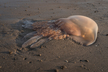 jellyfish on the beach