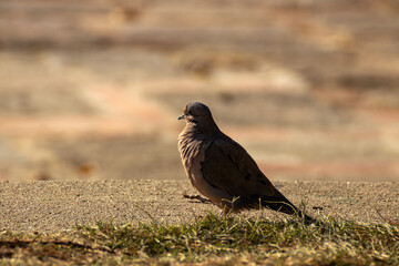 Pájaro