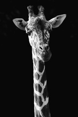 giraffe on white